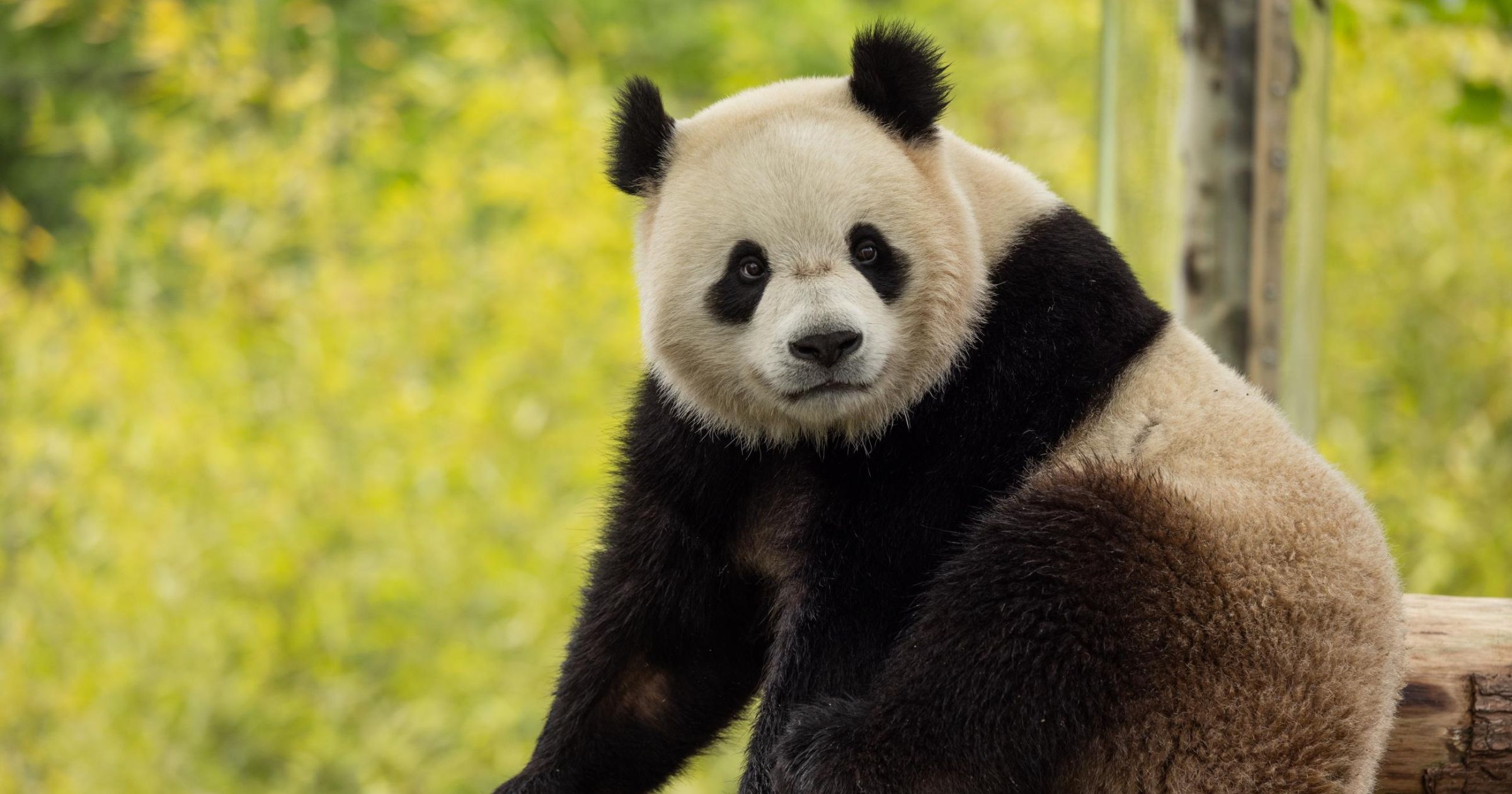 giant panda